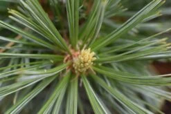 Pinus Flexilis ‘Vanderwolf’s Pyramid’ -Tree Furnish Store 13959 1024x684 1