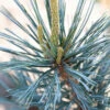 Pinus Flexilis ‘Vanderwolf’s Pyramid’ -Tree Furnish Store 13959 13439 8670 683x1024 1