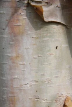 Betula Utilis Var. Jacquemontii ‘McBeath’ -Tree Furnish Store 13966 683x1024 1