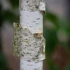 Betula Utilis Var. Jacquemontii ‘McBeath’ 2 Betula Utilis Var. Jacquemontii ‘McBeath’ -Tree Furnish Store 13966 14114 a4c6 683x1024 1