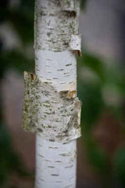 Betula Utilis Var. Jacquemontii ‘McBeath’