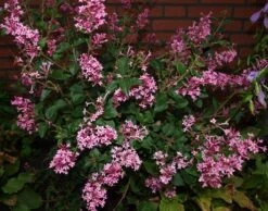 Syringa ‘Pink Perfume’ -Tree Furnish Store 13969