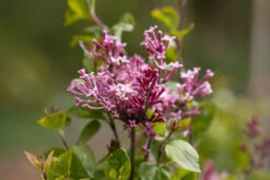 Syringa ‘Pink Perfume’