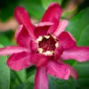 Calycanthus ‘Aphrodite’ 2 Calycanthus ‘Aphrodite’ -Tree Furnish Store 13981 12648 69d9 1 1024x819 1
