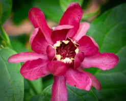 Calycanthus ‘Aphrodite’