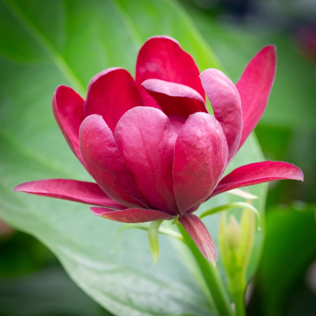 Calycanthus ‘Aphrodite’ 4 Calycanthus ‘Aphrodite’ - Image 2
