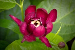 Calycanthus ‘Aphrodite’ 7 Calycanthus ‘Aphrodite’ -Tree Furnish Store 13981 12650 bdcc 1 1024x683 1