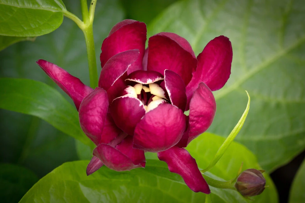 Calycanthus ‘Aphrodite’ 5 Calycanthus ‘Aphrodite’ - Image 3