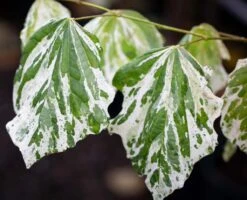 Cercis Canadensis ‘Alley Cat’ -Tree Furnish Store 13982 14673 76da 1024x830 1