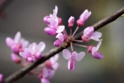 Cercis Canadensis ‘Alley Cat’ -Tree Furnish Store 13982 14832 bb88 1024x683 1