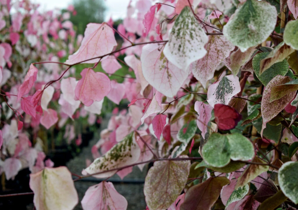 Cercis Canadensis ‘Carolina Sweetheart’® 4 Cercis Canadensis ‘Carolina Sweetheart’® - Image 2