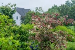 Cercis Canadensis ‘Carolina Sweetheart’® 7 Cercis Canadensis ‘Carolina Sweetheart’® -Tree Furnish Store 13983 1 1 1024x684 1