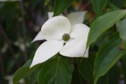 Cornus Kousa ‘Teutonia’ 8 Cornus Kousa ‘Teutonia’ -Tree Furnish Store 13984 1 1024x684 1