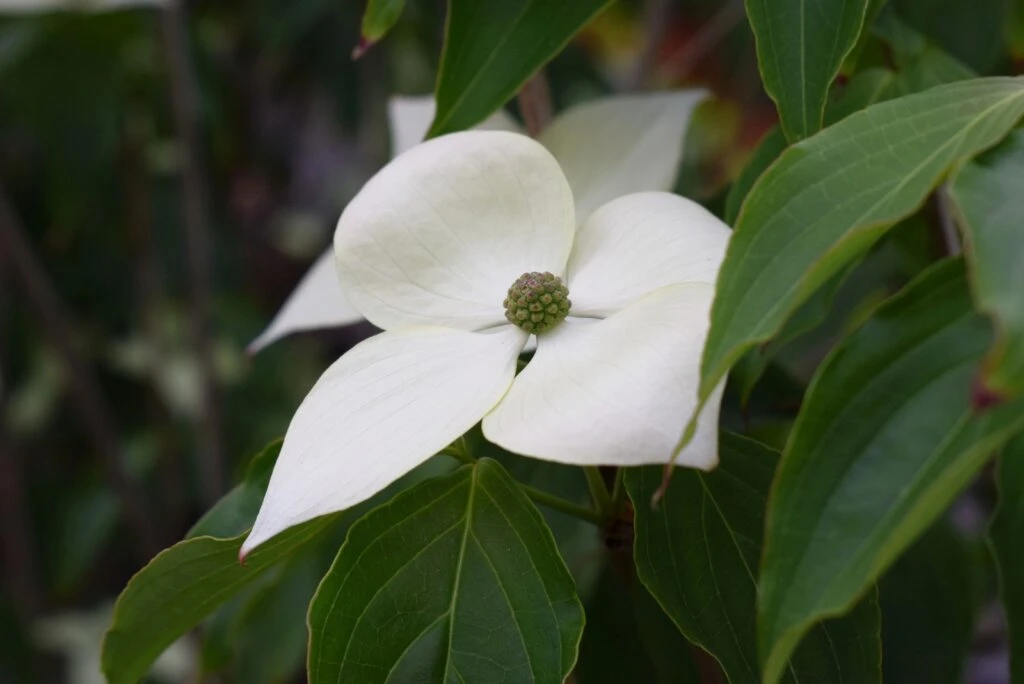 Cornus Kousa ‘Teutonia’ 5 Cornus Kousa ‘Teutonia’ - Image 3