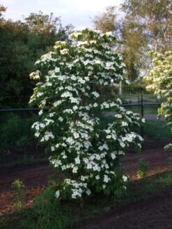 Cornus Kousa ‘Teutonia’ 9 Cornus Kousa ‘Teutonia’ -Tree Furnish Store 13984 1 1 768x1024 1