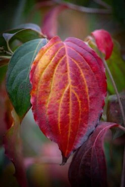 Cornus Kousa ‘Teutonia’ 7 Cornus Kousa ‘Teutonia’ -Tree Furnish Store 13984 14640 050c 683x1024 1