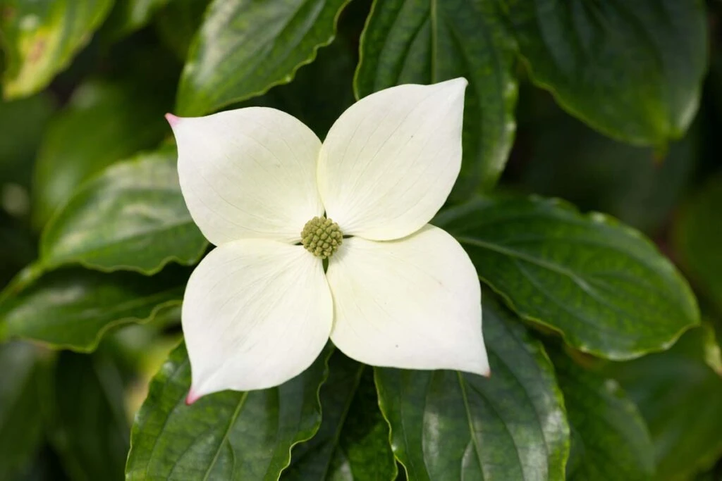 Cornus Kousa ‘Teutonia’ 3 Cornus Kousa ‘Teutonia’