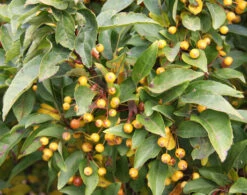 Malus X ‘Cinderella’ (Cinzam)