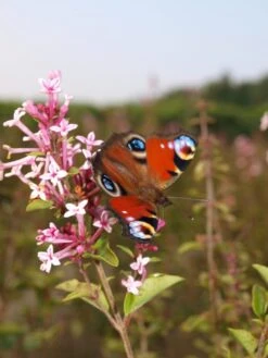 Syringa Meyeri ‘Palibin’ 7 Syringa Meyeri ‘Palibin’ -Tree Furnish Store 13989 1 768x1024 1