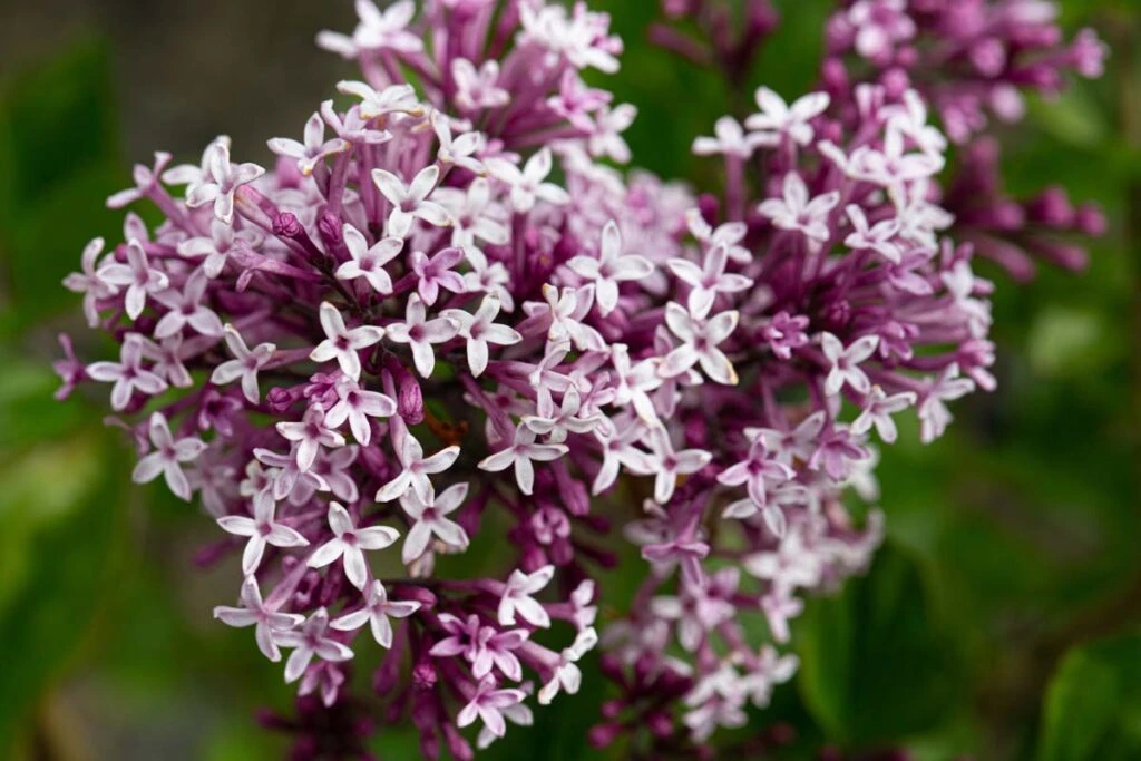 Syringa Meyeri ‘Palibin’ 4 Syringa Meyeri ‘Palibin’ - Image 2