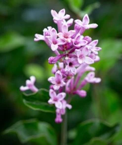 Syringa Meyeri ‘Palibin’