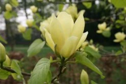 Magnolia ‘Lois’ -Tree Furnish Store 14039 1024x683 1