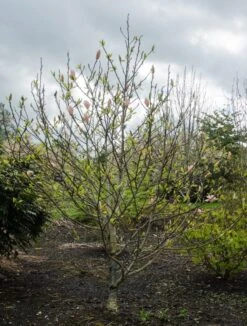 Magnolia ‘Coral Lake’ -Tree Furnish Store 14045 2 776x1024 1