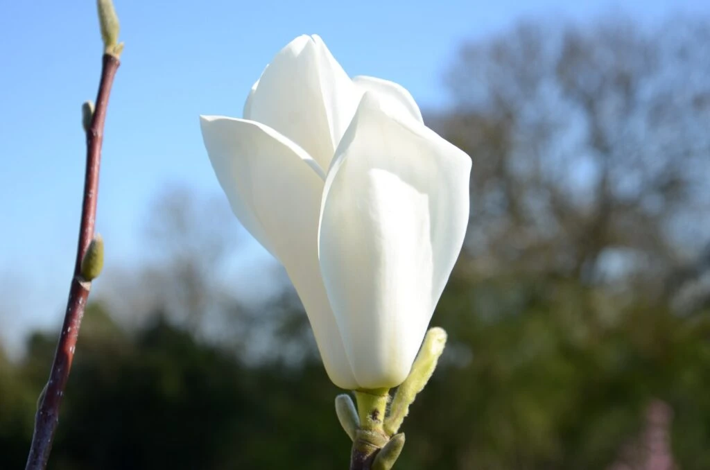 Magnolia ‘Elisa Odenwald’ 3 Magnolia ‘Elisa Odenwald’