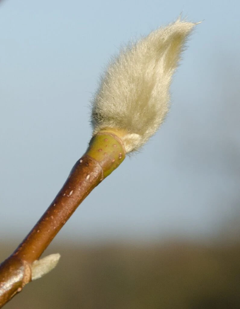 Magnolia ‘Elisa Odenwald’ 4 Magnolia ‘Elisa Odenwald’ - Image 2