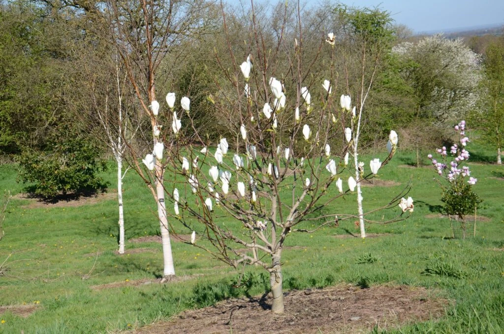 Magnolia ‘Elisa Odenwald’ 5 Magnolia ‘Elisa Odenwald’ - Image 3