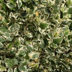 Betula Nigra ‘Shiloh Splash’