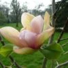Magnolia ‘Apricot Brandy’ -Tree Furnish Store 14101 1024x768 1