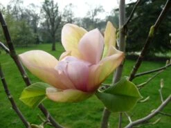 Magnolia ‘Apricot Brandy’