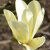 Magnolia ‘Golden Pond’ -Tree Furnish Store 14110 785x1024 1