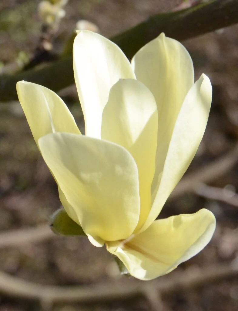 Magnolia ‘Golden Pond’ 3 Magnolia ‘Golden Pond’