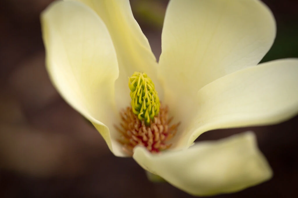 Magnolia ‘Golden Pond’ 4 Magnolia ‘Golden Pond’ - Image 2