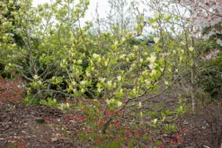 Magnolia ‘Golden Pond’ 7 Magnolia ‘Golden Pond’ -Tree Furnish Store 14110 13321 6221 1024x683 1