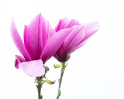 Magnolia ‘Livingstone’ 5 Magnolia ‘Livingstone’ -Tree Furnish Store 14113 13419 3694 1024x819 1