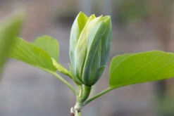 Magnolia ‘Blue Opal’