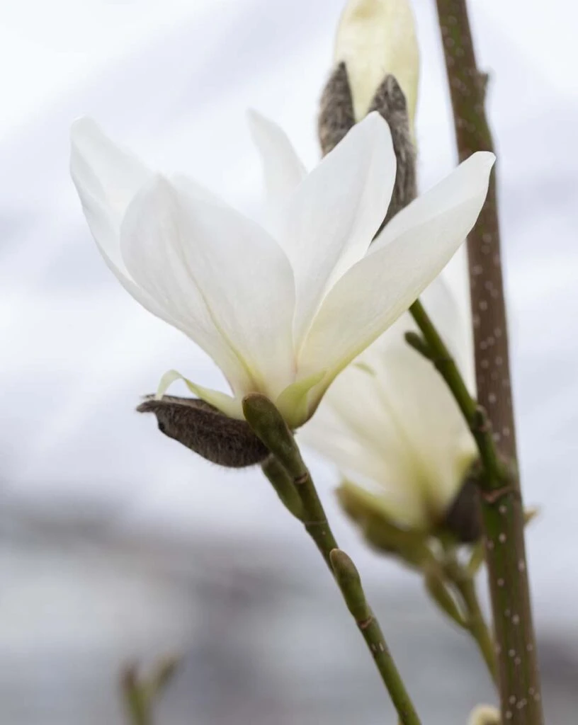 Magnolia Salicifolia ‘Mount Hakkoda’ 4 Magnolia Salicifolia ‘Mount Hakkoda’ - Image 2
