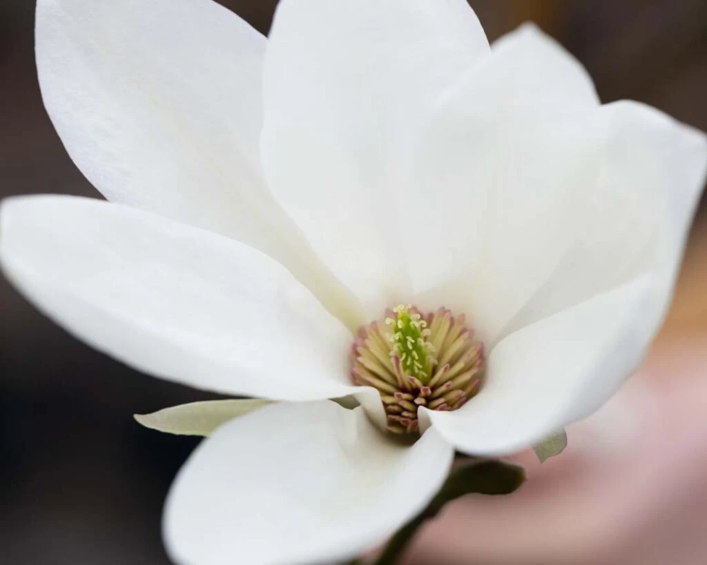 Magnolia Salicifolia ‘Mount Hakkoda’ 3 Magnolia Salicifolia ‘Mount Hakkoda’