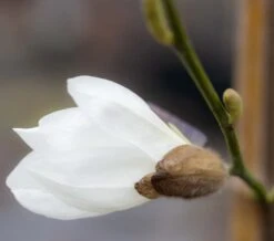 Magnolia Salicifolia ‘Mount Hakkoda’ 7 Magnolia Salicifolia ‘Mount Hakkoda’ -Tree Furnish Store 14191 14743 e651