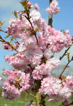 Prunus ‘Asano’ -Tree Furnish Store 14206 1 711x1024 1
