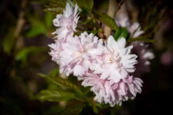 Prunus ‘Asano’