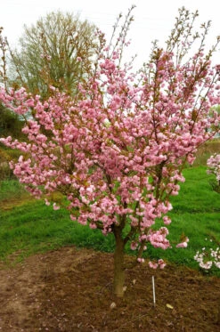Prunus ‘Asano’ -Tree Furnish Store 14206 2 1 678x1024 1