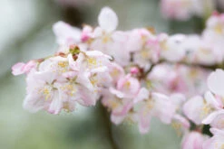 Prunus ‘Mikurama-gaeshi’