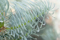 Abies Concolor ‘Violacea’