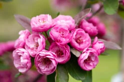 Malus ‘Scarlet Brandywine’® 7 Malus ‘Scarlet Brandywine’® -Tree Furnish Store 14215 12565 da93 1024x683 1