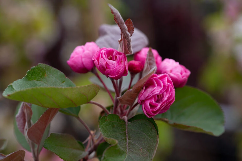 Malus ‘Scarlet Brandywine’® 5 Malus ‘Scarlet Brandywine’® - Image 3