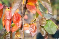 Malus ‘Scarlet Brandywine’® 9 Malus ‘Scarlet Brandywine’® -Tree Furnish Store 14215 15289 fb41 1024x683 1